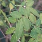 Chrysojasminum fruticans Feuille