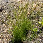 Juncus tenuis Fuelha