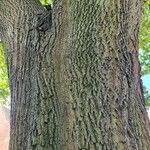 Acer saccharum Bark