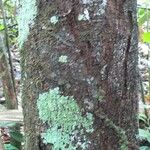 Pouteria cayennensis Bark