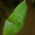 Isertia spiciformis Leaf