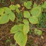 Rubus polonicus Leaf