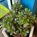 Crassula ovataLeaf