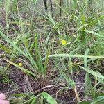 Croptilon divaricatum Habit