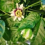 Passiflora edulis Цвят