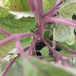 Plectranthus fruticosus Rinde