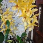 Cyrtopodium andersonii Flower
