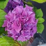 Hydrangea macrophylla Цветок