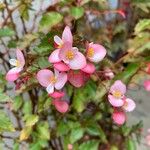 Begonia cucullata 花