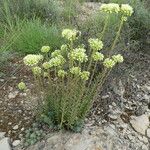 Petrosedum sediforme Kora