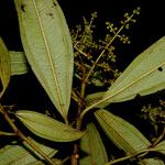 Miconia brevitheca Ліст