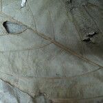 Guarea pubescens Other