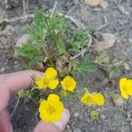 Potentilla gracilis Flower