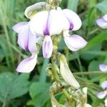 Pueraria phaseoloides Квітка