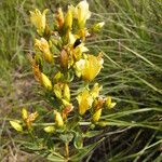 Hypericum elegans Kwiat