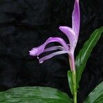 Roscoea purpurea Агульны выгляд