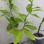 Costus spiralis Leaf