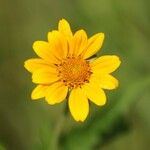 Helianthus occidentalis ফুল