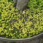 Sedum japonicum Hoja