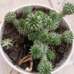 Euphorbia susannae Feuille