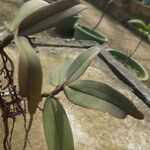 Rhipidoglossum rutilum Leaf