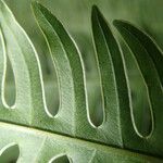 Pteris linearis Leaf