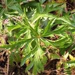 Geranium reuteri Hostoa
