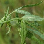 Trifolium strictum Feuille