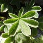 Potentilla nivalis Levél