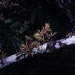 Zygia racemosa 花