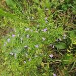 Clinopodium glabellum Flower