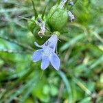 Lobelia inflata Lorea