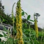 Crotalaria pallida Цвят