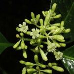 Palicourea luxurians Cvet