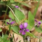 Viola phalacrocarpa Blodyn