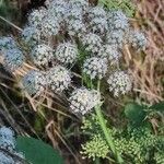 Angelica sylvestrisFlower