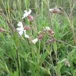 Silene latifoliaKvet