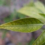 Volkameria heterophylla Feuille