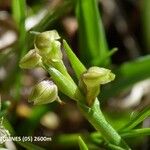 Chamorchis alpina Fruct