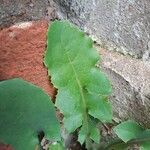 Sonchus oleraceusLeaf