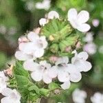 Thymus vulgaris ফুল