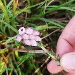 Erica tetralix Flors