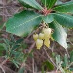 Arbutus andrachneBlomma