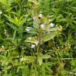 Veronica catenata Flower