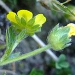 Potentilla brauneana Mosusu