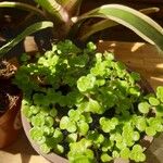 Sedum makinoi Folha