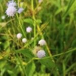 Ageratum conyzoides花