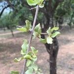 Combretum imberbe Habit