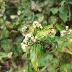 Baccharis punctulata Folha