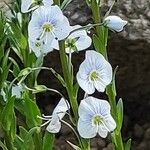Veronica gentianoides Квітка